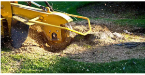 stump removal cost