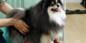 cold laser therapy for dogs with hip dysplasia