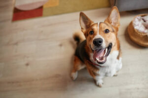 IVDD in Dogs Treatment